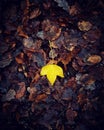 Single yellow leaf on brown decaying leaves in the Autumn Royalty Free Stock Photo