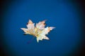 Single yellow leaf floating on blue water