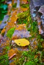 Single yellow leaf resting on layers of rocks covered in green moss and orange lichen texture Royalty Free Stock Photo