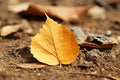 a single yellow leaf sits on the ground