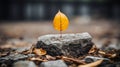 a single yellow leaf sits on top of a rock