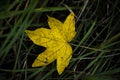 Single yellow leaf of a maple lies on green grass Royalty Free Stock Photo