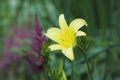 Single yellow lily flower in the garden Royalty Free Stock Photo