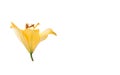 Single yellow lily flower isolated.