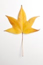 Single Yellow Liquidambar Tree Leaf Royalty Free Stock Photo