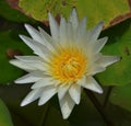 Single yellow lotus front view