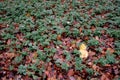 Single yellow maple leaf atop green wild plants