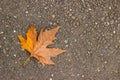 Single yellow maple leaf lies on the ground. the dry leaves, the concept of late autumn. copy space Royalty Free Stock Photo