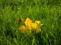 Single yellow maple leaf in long green grass in bright backlight. Fallen leaves in autumn Royalty Free Stock Photo