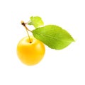 Single yellow mirabele plum Prunus domestica syriaca with green leaf isolated on white background Royalty Free Stock Photo