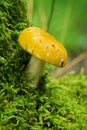 Single yellow mushroom growing on green moss. Russula claroflava, commonly known as the yellow swamp russula. Royalty Free Stock Photo