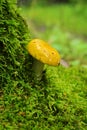 Single yellow mushroom growing on green moss. Russula claroflava, commonly known as the yellow swamp russula. Royalty Free Stock Photo