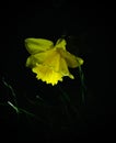 Single yellow Narcissus flower illuminated by a spotlight, standing out against a black background Royalty Free Stock Photo