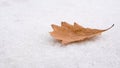 Single yellow oak leaf lies on the white snow. Leaf on white background