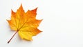 Single yellow orange beech leaf, clean white backdrop , botany, graphic Royalty Free Stock Photo