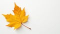 Single yellow orange beech leaf, clean white backdrop , crisp, high resolution Royalty Free Stock Photo