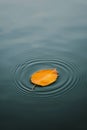 Single yellow-orange leaf floating on still water, creating subtle ripples. Royalty Free Stock Photo