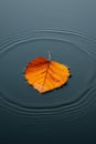 Single yellow-orange leaf floating on still water, creating subtle ripples. Royalty Free Stock Photo