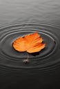 Single yellow-orange leaf floating on still water, creating subtle ripples. Royalty Free Stock Photo