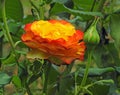 Single yellow and orange rose bloom Royalty Free Stock Photo