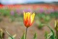 A single yellow and orange tulip growing in a field of tulips Royalty Free Stock Photo
