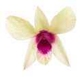 Single yellow orchid flower with pink center Royalty Free Stock Photo