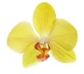 Single yellow orchid flower on white Royalty Free Stock Photo