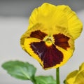 Single Yellow Pansy Flower Springtime