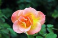 A Single Yellow and Peach Mardi Gras Rose Royalty Free Stock Photo