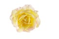 Single yellow pink rose flower head isolated on white background Royalty Free Stock Photo