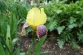 Single yellow, purple and white flower of Iris germanica Royalty Free Stock Photo