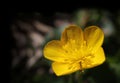 Single Yellow Ranunculus acris bloom Royalty Free Stock Photo