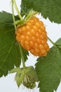 Single yellow raspberry, Rubus Idaeus, and leaves close up