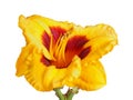 Single yellow and red flower of a daylily isolated Royalty Free Stock Photo