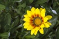 Single Yellow and Red Gazania Rigen Growing in Garden Royalty Free Stock Photo