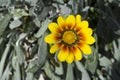 Single Yellow and Red Gazania Royalty Free Stock Photo