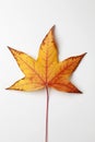 Single Yellow/Red Liquidambar Tree Leaf Royalty Free Stock Photo