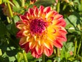 Single yellow, red, orange and pink dahlia flower with beautiful petals in a green garden. Close-up shot Royalty Free Stock Photo