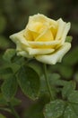 Single yellow rose Royalty Free Stock Photo