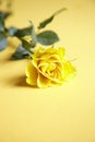 Single yellow rose Royalty Free Stock Photo