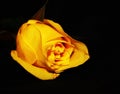 Single Yellow Rose