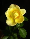 Single yellow rose in a black background Royalty Free Stock Photo