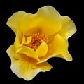 Single yellow rose with on a black background with raindrops Royalty Free Stock Photo