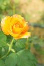 Single yellow rose Royalty Free Stock Photo