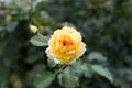 Single yellow rose in closeup Royalty Free Stock Photo