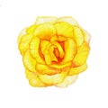 A single yellow rose flower-head on white background Royalty Free Stock Photo