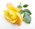 Single yellow rose flower with leaf