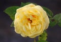 Single yellow rose in full bloom Royalty Free Stock Photo