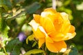 Single, yellow rose in, full bloom, outside of, our lady of Rheims cathedral Royalty Free Stock Photo