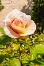 Single, yellow rose in full bloom Royalty Free Stock Photo